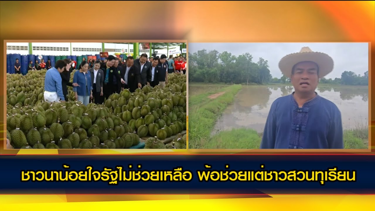 อุทัยธานี ชาวนาน้อยใจรัฐไม่ช่วยเหลือ ดูช่วยแต่ชาวสวนทุเรียน