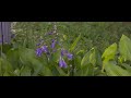 BMPC(Blackmagic Production Camera) 4K | 23.976fps | Canon EF-S 18-135mm F3.5-5.6 IS(Ansan Korea)