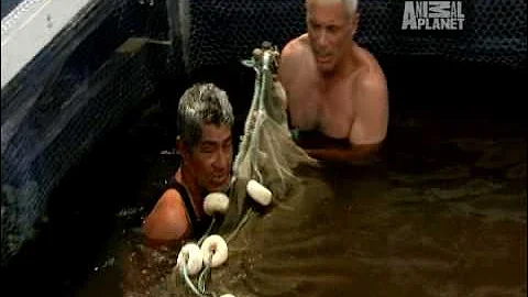 River Monsters - FIsh Attack