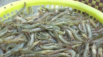 Tin Tức 24h: Ngư dân trúng đậm tôm đất tự nhiên