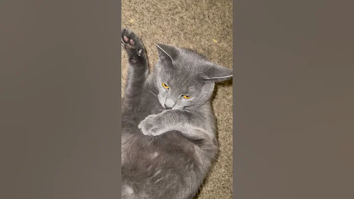 Watch the video about My Family Cat Nala Russian Blue Wants All The Love ❤️ #family #cats #meowing #love