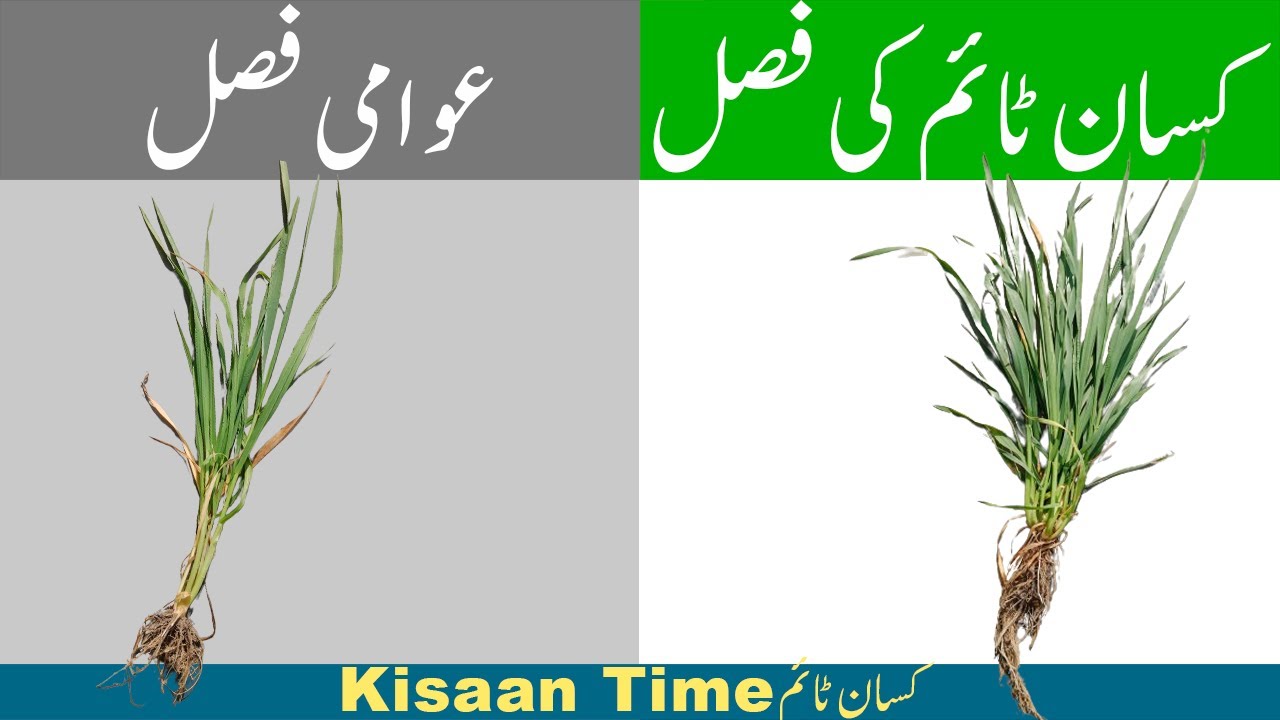 Gandam ki fasal gandam ki khad gandam ki kasht کسان ٹائم گندم کی موجودہ حالت kisan time کسان ٹآئم