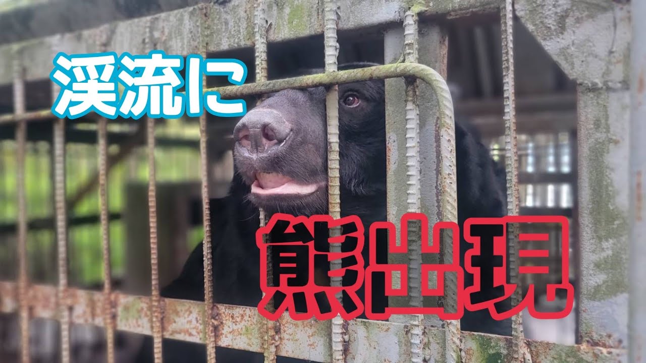 #渓流釣り #宮城県 #トラウト 熊が出る釣り堀に行ってみた【大滝渓流釣り堀】