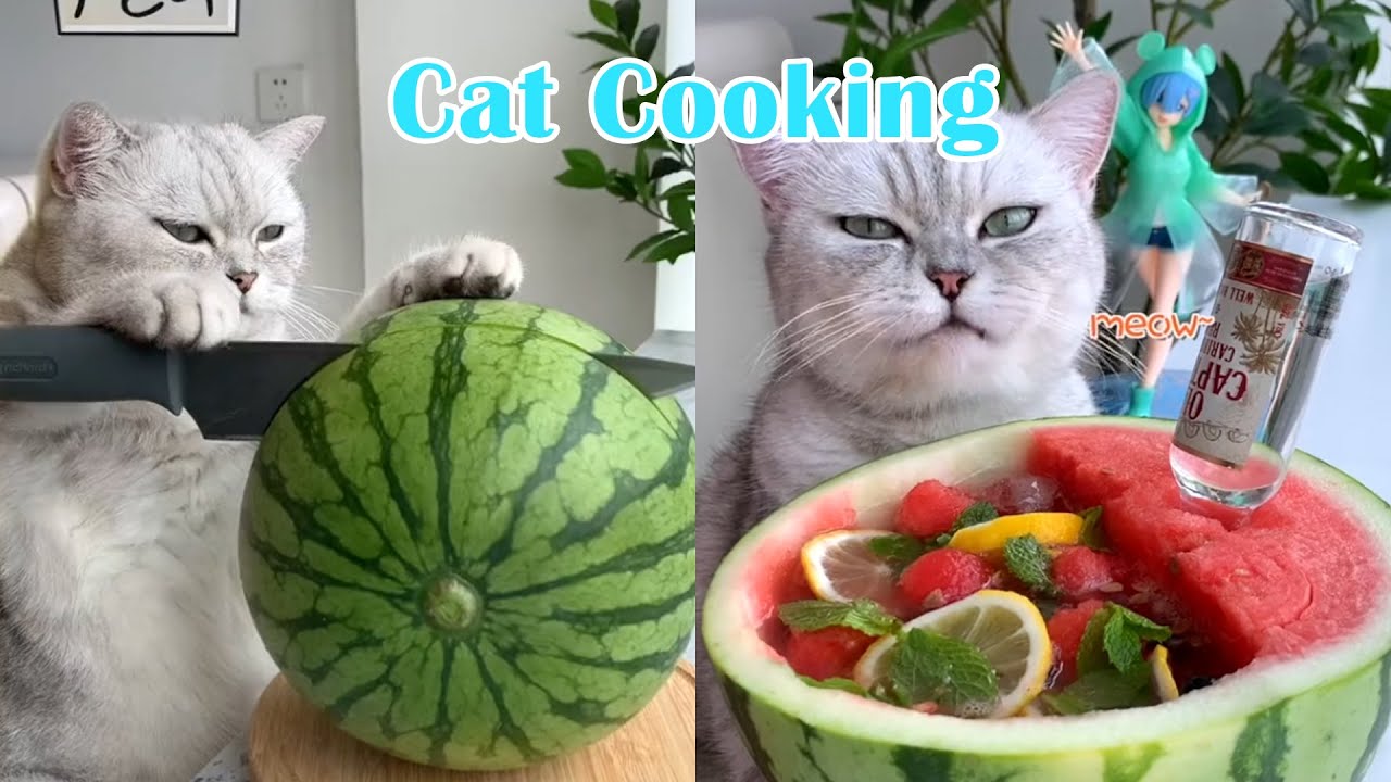Cats make food 2022 Tiktok Compilation New 2 YouTube