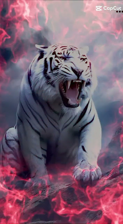 foto foto macan putih