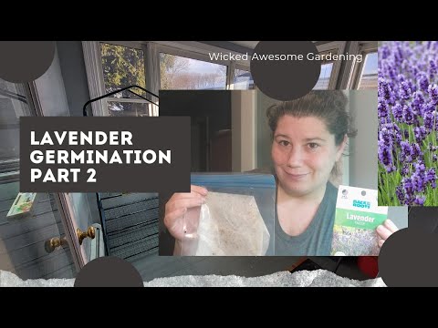 Lavender Germination Part