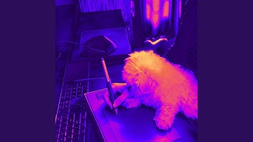 Sprightly Doggy Afternoon Rest