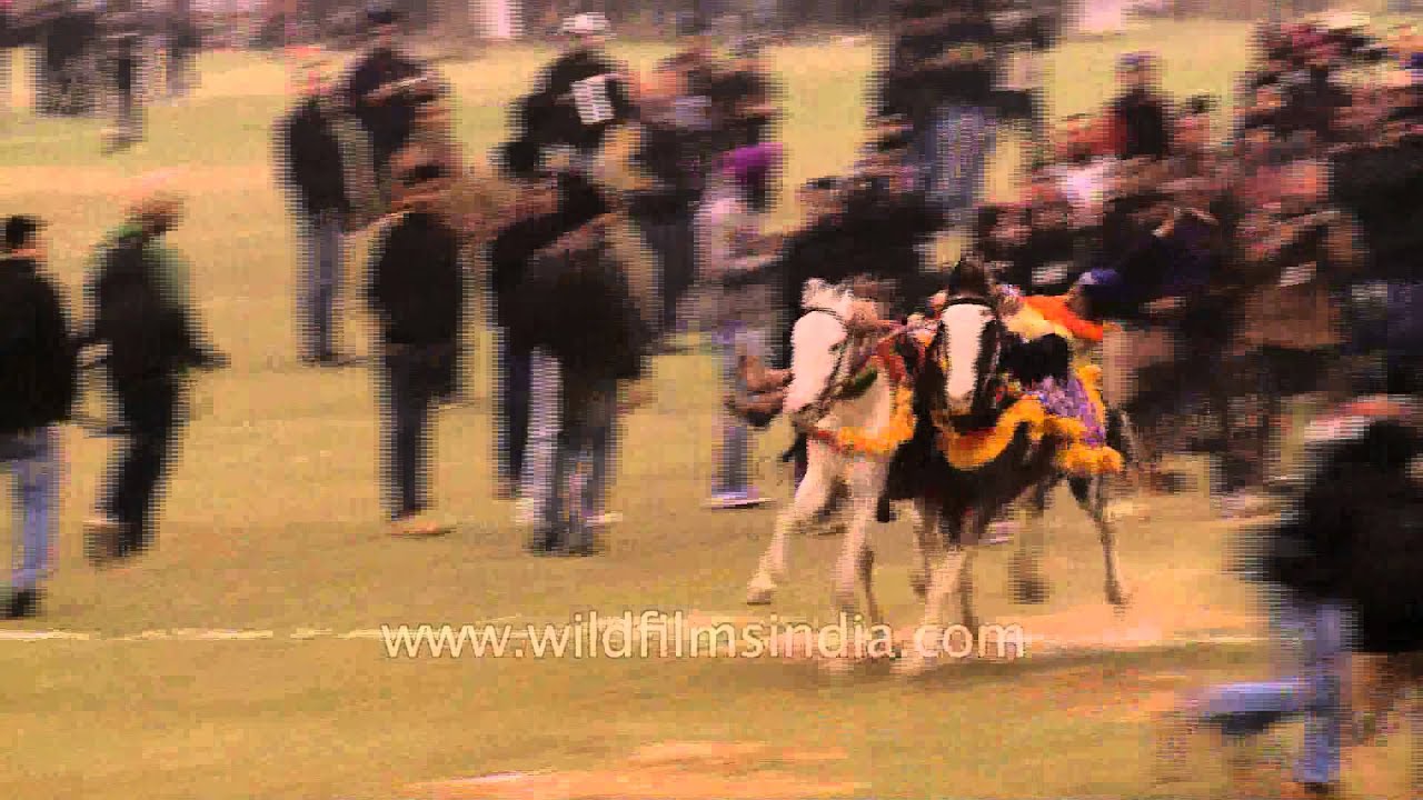 Thrilling stunt : Nihang Sikh warriors performing at Kila Raipur Sports Fest