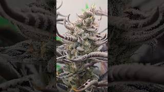 10 -15% bei Vivosun sparen Code: papaganja V GROW DWC UPGRADE - Hydroponic System Cannabis Anbauen