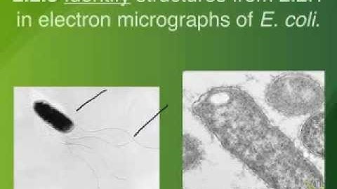 2.2.3-2.2.4 Binary Fission and Genetic Variation in Prokaryotes