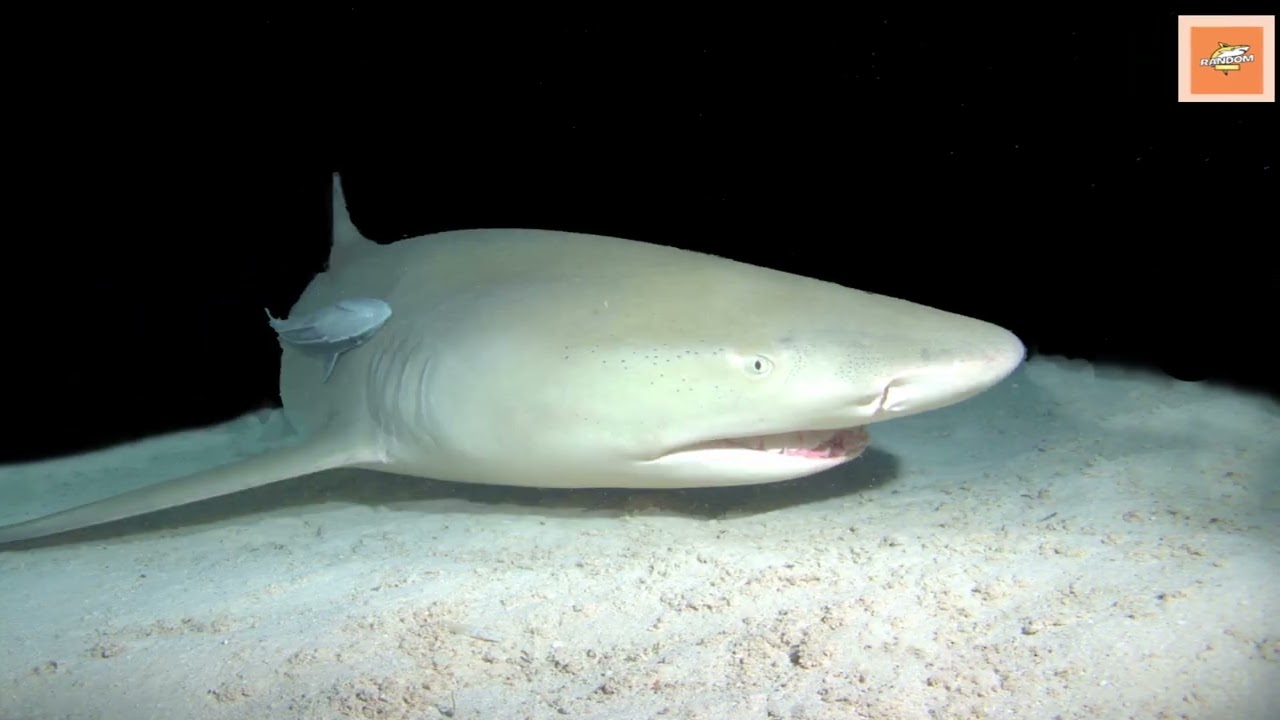 Lemon Shark Diving: Dive with the Best – Start Here!
