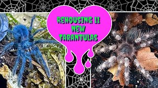 Rehousing My 11 New Tarantulas!  Part 2 of 2