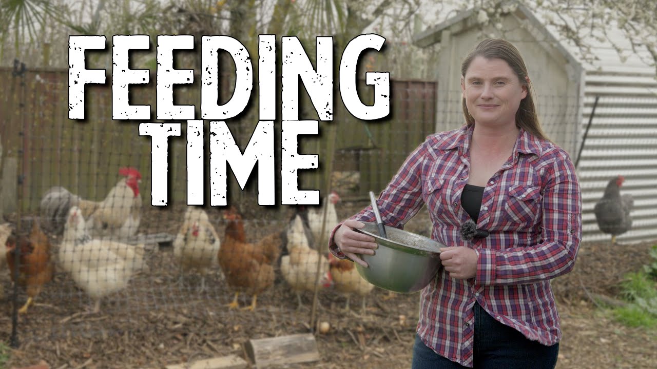 【おまとめ】【Bedtime】【Feeding the chickens】他２点 Let's Feed The Chickens! - YouTube