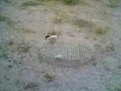 صيد الصفار مع الزرف قحافي