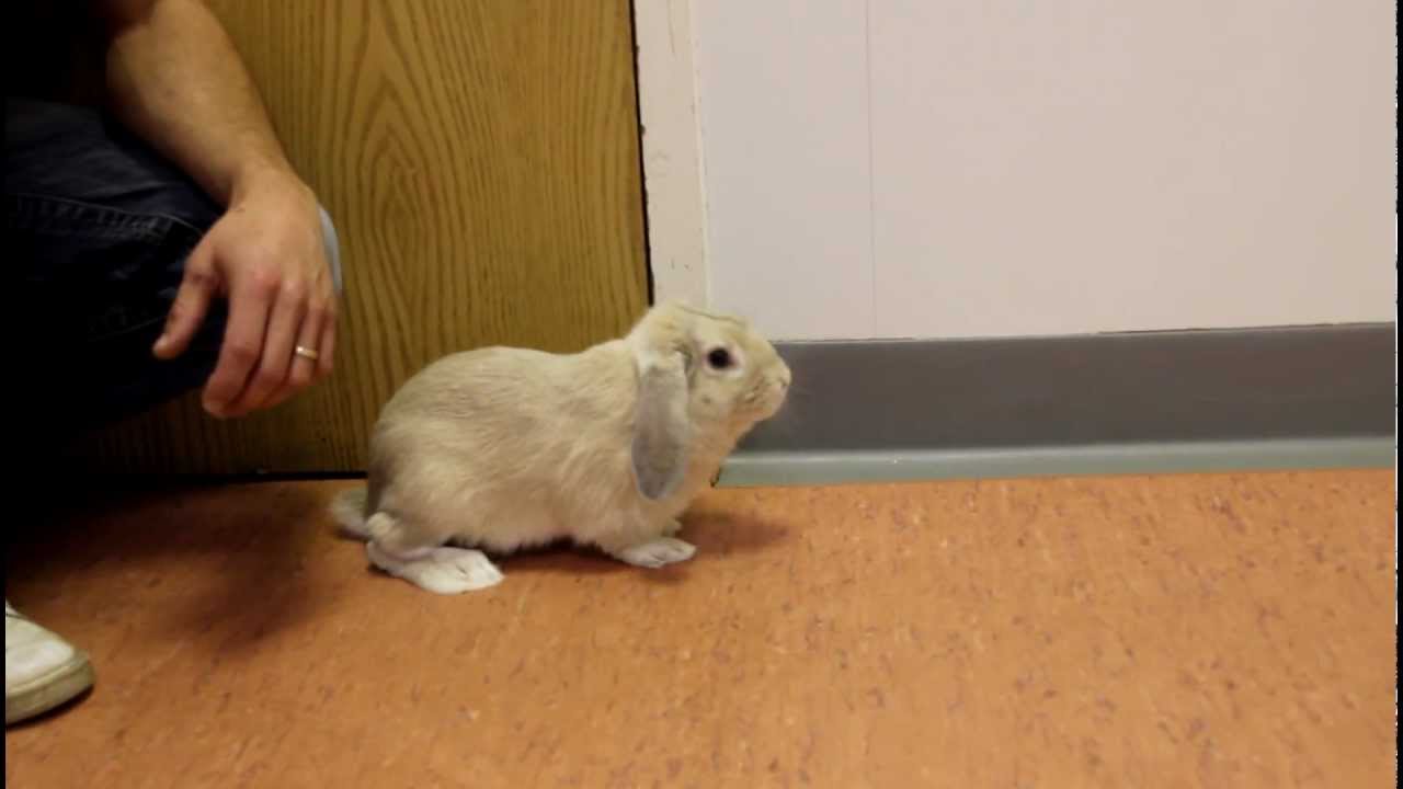 Nibbler The Rabbit First Steps After Broken Leg Repair Youtube