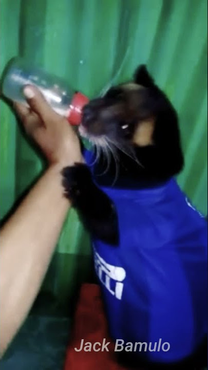 Susu Musang // Baby Civet