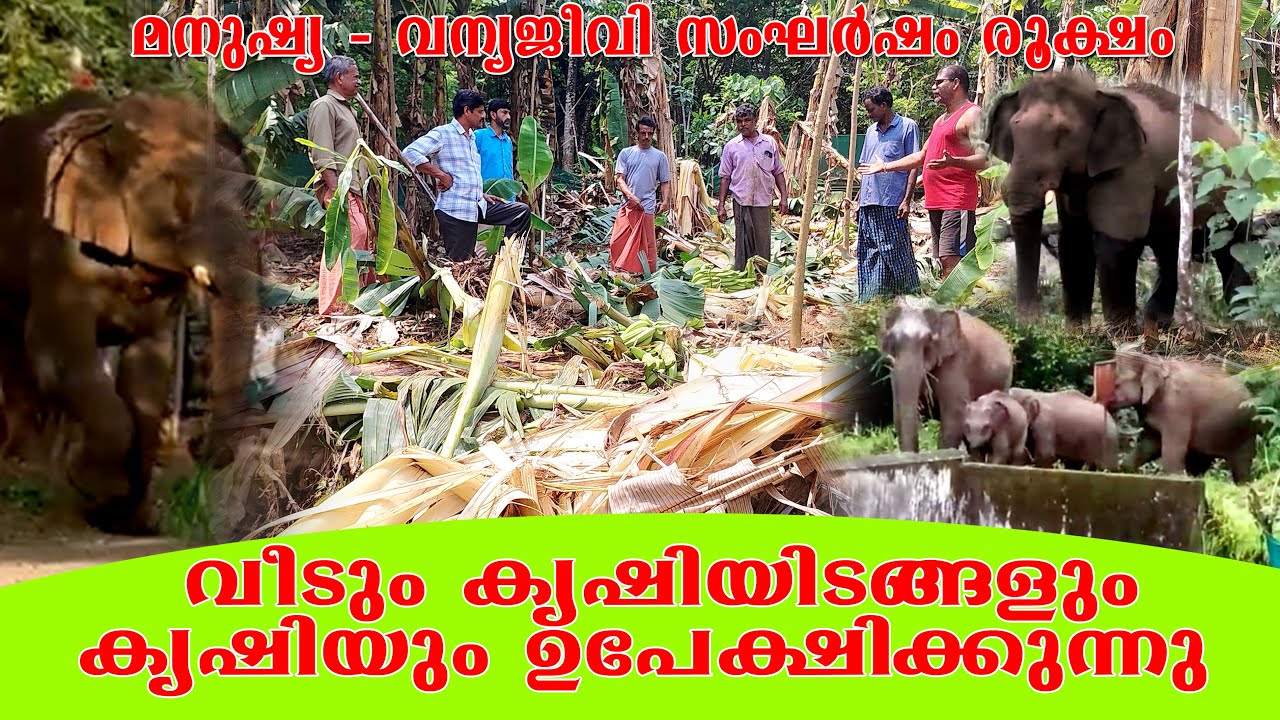Wild animal nuisance in village farms | മനുഷ്യ-വന്യജീവി സംഘര്‍ഷം; വീടും കൃഷിയും ഉപേക്ഷിക്കുന്നു