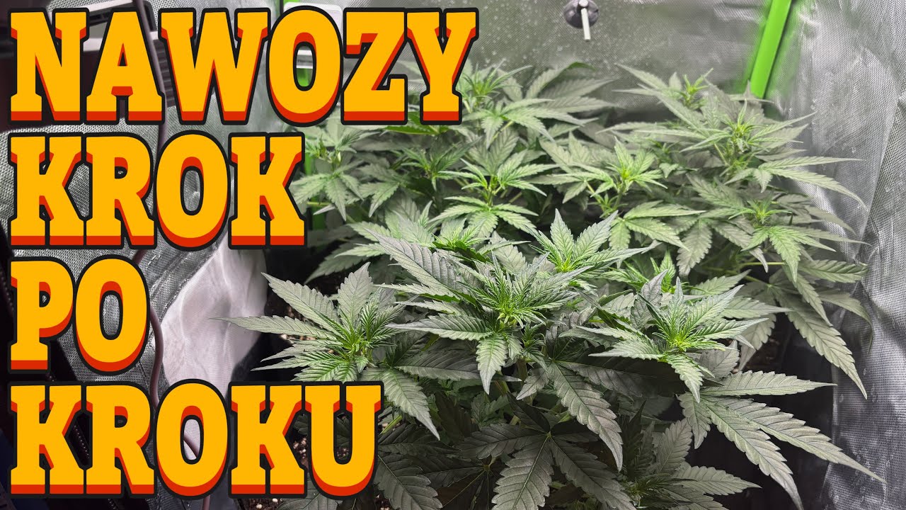 JAKIE NAWOZY DO UPRAWY ROŚLIN? [Uprawa marihuany indoor]