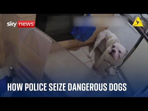 Police release footage of how dangerous dogs are seized