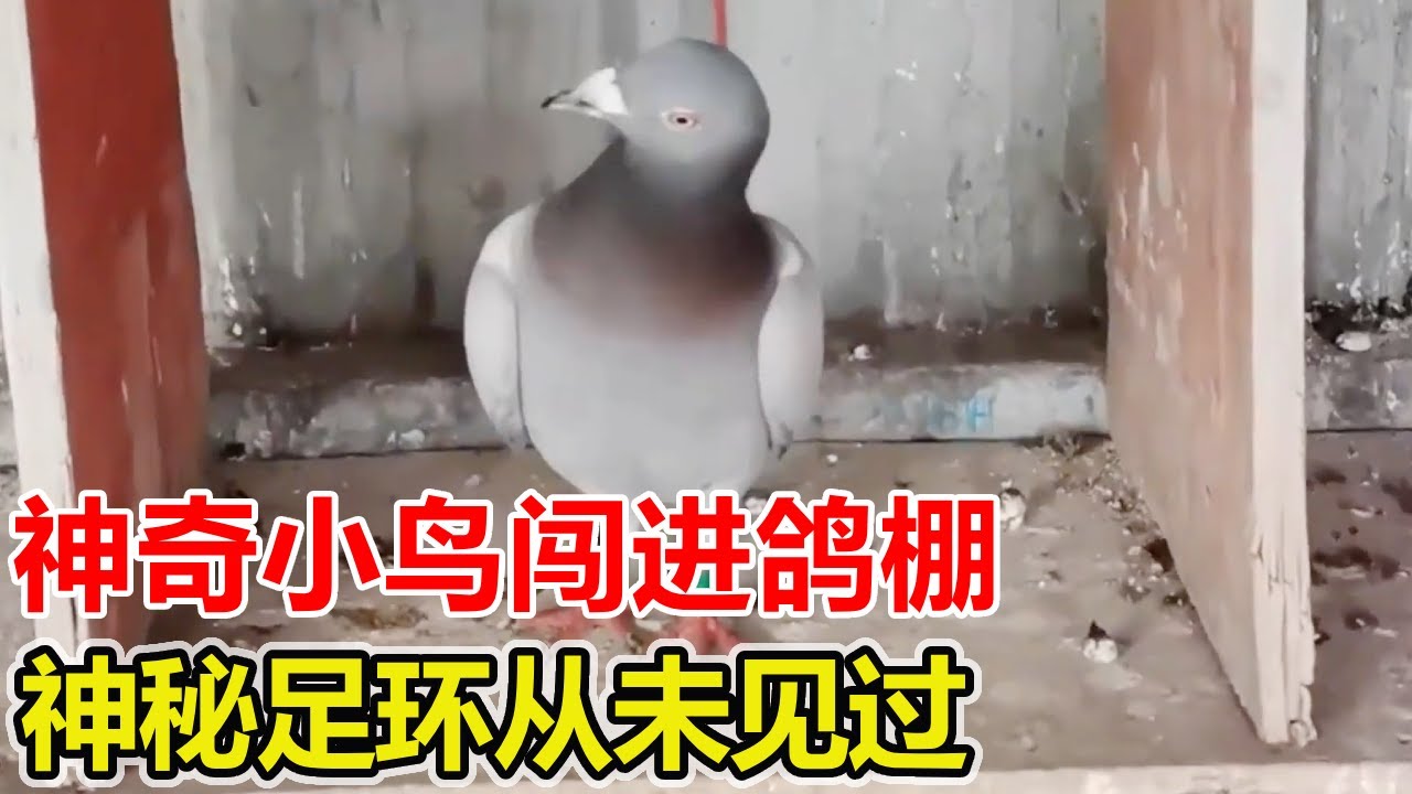 神奇小鸟闯进鸽棚，神秘足环从未见过！【农村达叔】