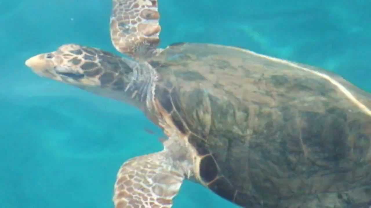 Zakynthos turtle, Caretta Caretta, in Greece - YouTube