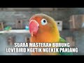 SUARA MASTERAN BURUNG LOVEBIRD NGETIK NGEKEK PANJANG