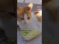 Cat workout, BEAST MODE vs. SLEEP MODE 🐈⬛💤