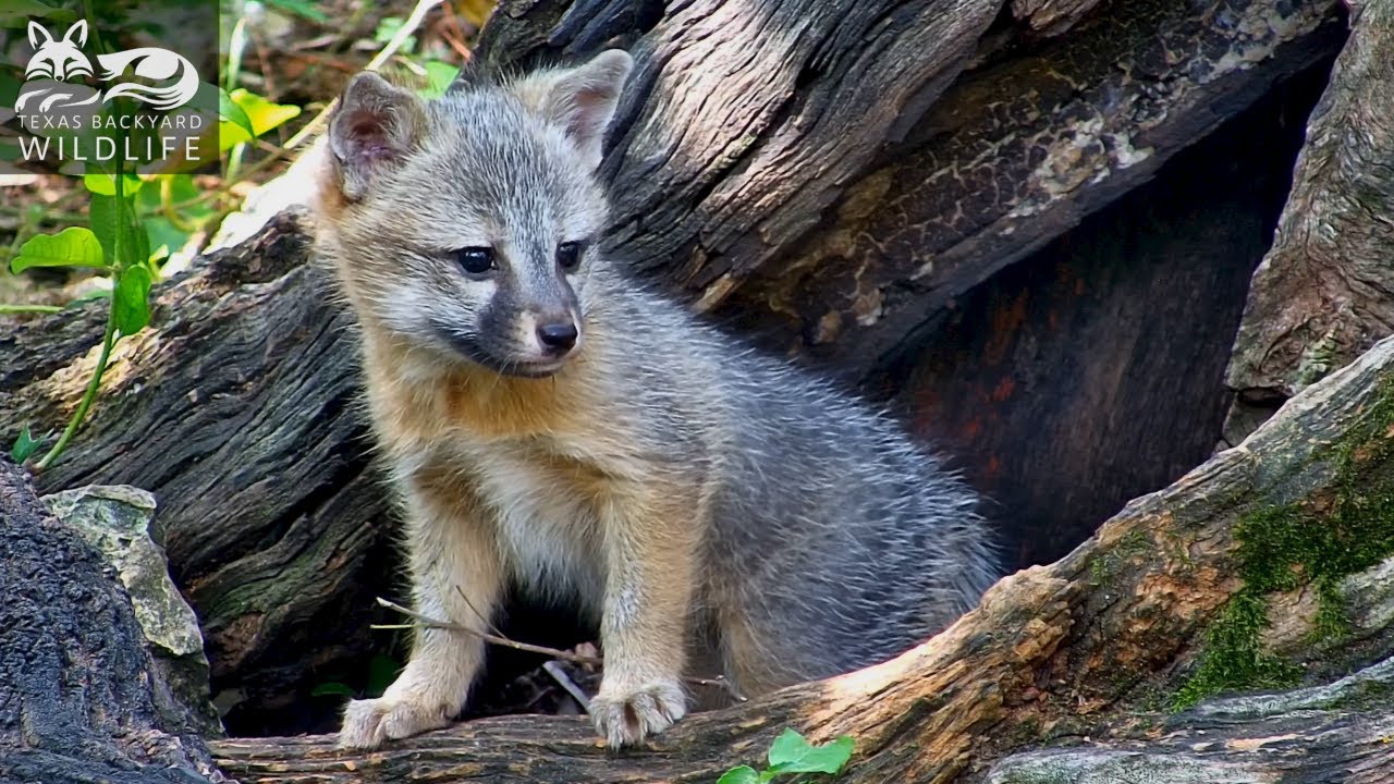 Gray fox family:  Part 4 - Lunch, a visit from Broken Ear, and more playtime