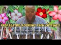 EASY DIY DESERT ROSE PROPAGATIONS! | Adenium obesum Propagations from Cuttings!