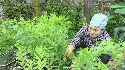 Phát triển sinh kế từ rừng hiệu quả, bền vững tại vùng đệm Vườn quốc gia Ba Vì