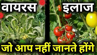 VIRUS IN PLANTS ,CURLING DISEASE ORGANIC METHOD PREVENTION AND CURE