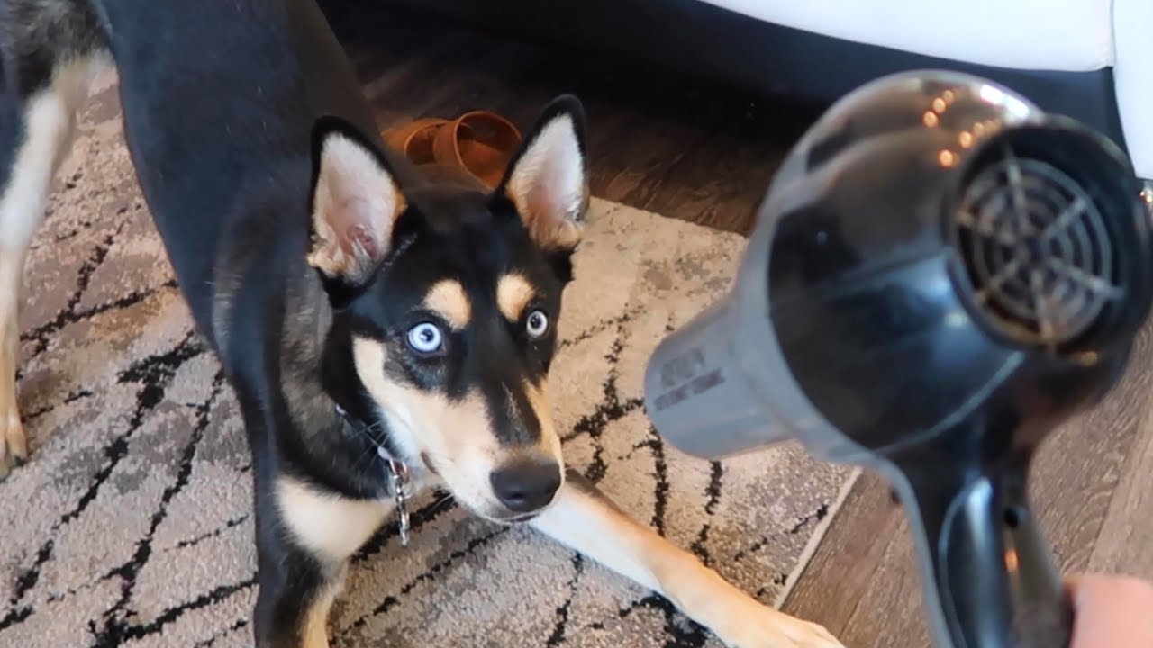 DOG REACTS TO HAIR DRYER!! YouTube
