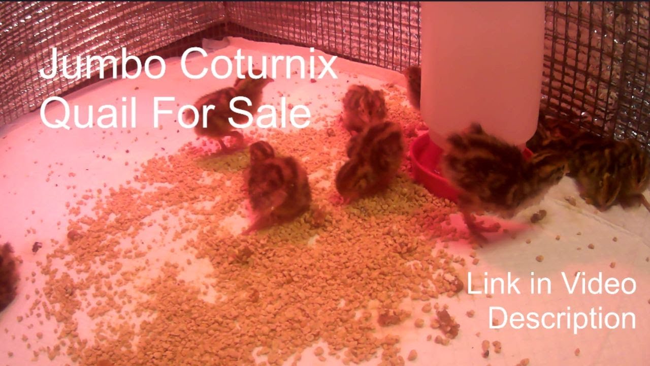 Newly Hatched Quail Chicks For Sale Sacramento YouTube