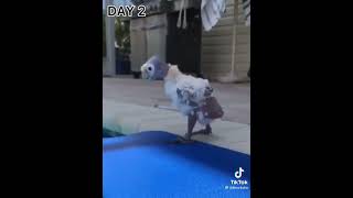 baby parrot afraid of water   BEST VOICEOVER