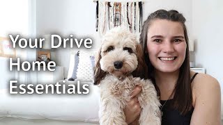 WHAT YOU NEED WHEN PICKING UP YOUR PUPPY: The drive home essentials for all new dogs