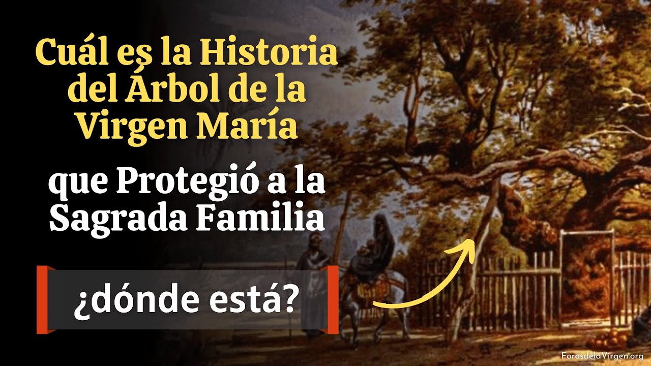 Cuál es la Historia del Árbol de la Virgen María que protegió a la ...