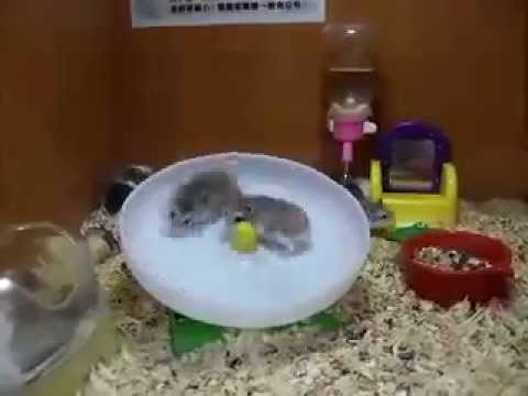 crazy-hamsters-playing-on-a-running-wheel