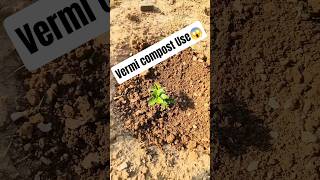 Vermi Compost डालने से पौधे तेजी से बड़े होते हैं? 🌱😲 #shorts #vlog