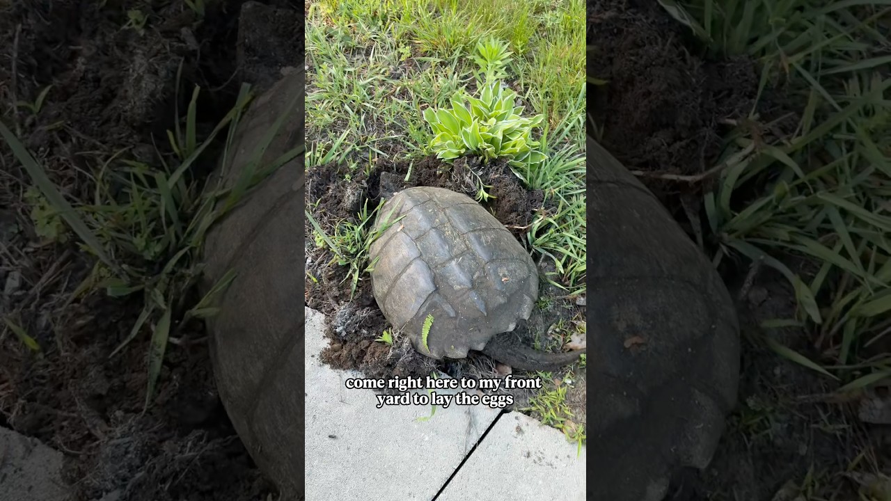 The snapping turtle is laying eggs again!