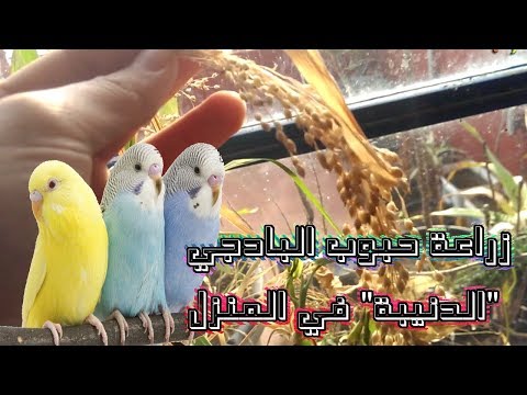 فيديو: نزرع الحبوب في الموقع