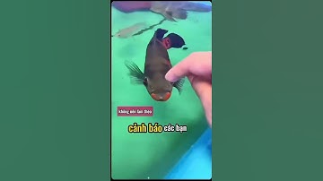 Cú đớp của cá tai tượng. #haidangaqua #oscarfish #cá_tai_tượng #cá_cảnh