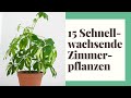 15 Schnellwachsende Zimmerpflanzen für Ihr Zuhause