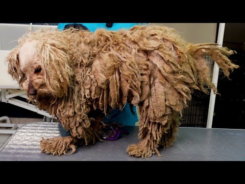 YOU WON'T BELIEVE how this DOG looks AFTER shaving all this matted fur (She was found on the street)