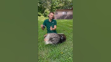 Porcupines cannot shoot their quills!