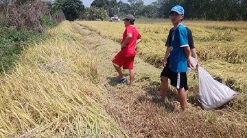 Ra đồng đi theo máy cắt bắt chuột cùng anh em.