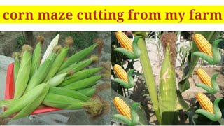 Corn maze cutting from my farm !!Royal Atuos!! Corn maze cutting from small farm.