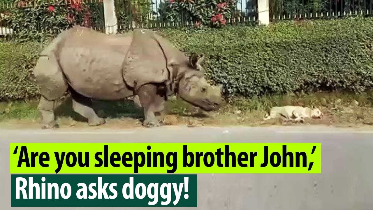 Viral Video Giant Rhino wakes up dog, watch its hilarious reaction
