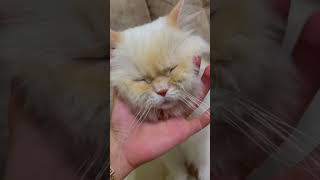 Mailo massage time  #shortvideo #funnycatvideos #funnycats #cats #catshorts #قطة #قطة #قطط