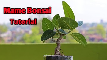 Ficus mame bonsai work tutorial