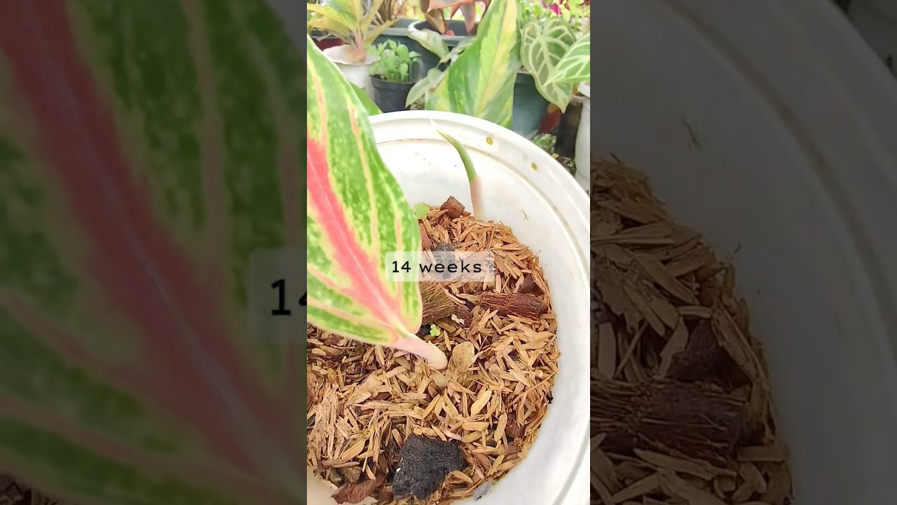 Successful propagation| Stem/node cutting propagation 